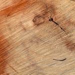 Tarli del legno e salute umana: tutto ciò che devi sapere