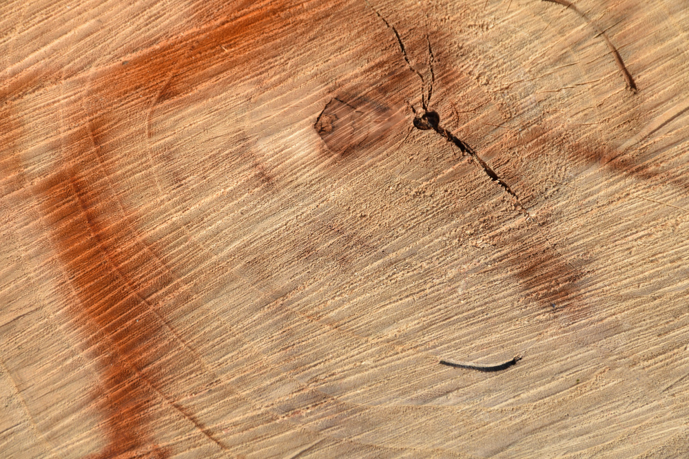 Tarli del legno e salute umana: tutto ciò che devi sapere